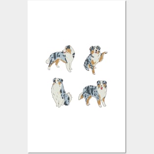 australian shepherd drawing Posters and Art